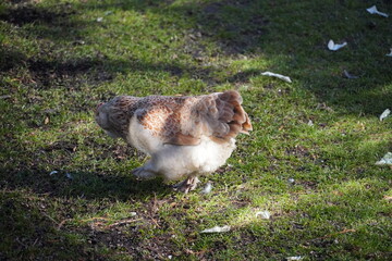 Henne Tier Vogel Huhn Geflügel