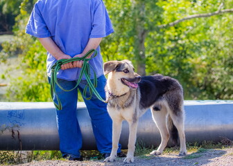 A dog on a man's leash against the background of a pipeline and trees in summer