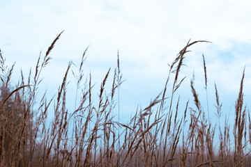 Obraz premium Dry grass sedge swaying in the wind after the rain against the sky