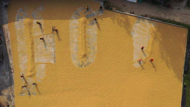 Aerial view of farmers working in a field drying rice on a rice field in Dhamrai, Dhaka, Bangladesh.