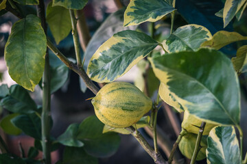 Close-up of striped lemon fruit in a greenhouse. Shallow depth of field.