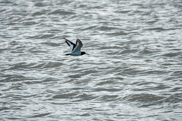oyster catcher in flight over the sea