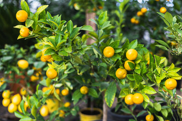 Lemon tree growing in a pot, Container Gardening. Close-up of lemon fruit in a greenhouse. Shallow depth of field.