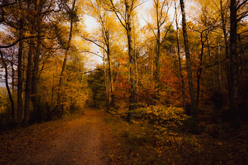 Autumn. Jesień, las, przyroda
