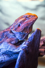 bearded dragon