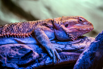 bearded dragon