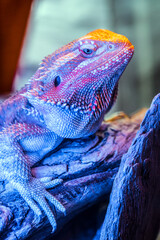 bearded dragon