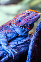 bearded dragon