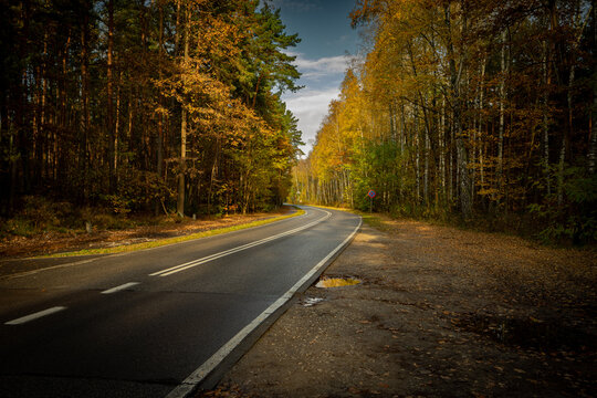 Autumn. Jesień, las, przyroda