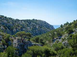 Fototapeta premium Calanques, France - May 20th 2020: A big pine tree in very rough, rocky terrain