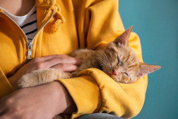 Cute little red kitten lays comfrotably on hands of its owner and is sleeping