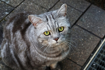 Katze, Haustier, Stubentiger, Raubtier