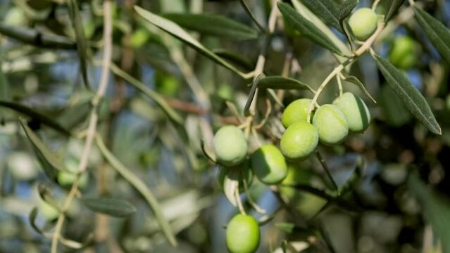 Close up shot of olives on an olive tree branches.