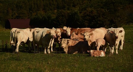 a herd of cows grazing in a meadow.