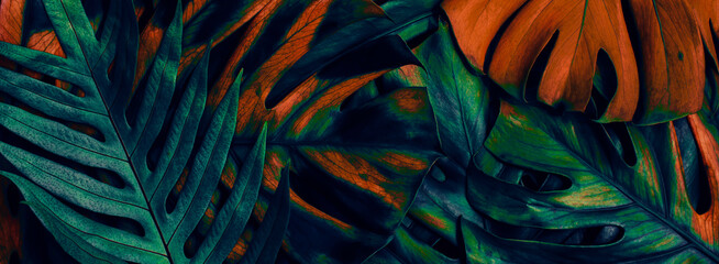 Tropical leaves, flat lay jungle design, dark toned color