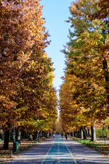 Naklejka premium Landscape with large green trees and long walking alley in Herastrau Park in Bucharest, Romania, in a sunny autumn day