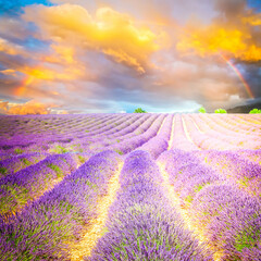 Fototapeta na wymiar Blooming Lavender field