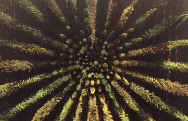 Autumn Forest Geometric Crop Circles Tree , top view ,3d render