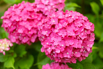 Close Up Hot Pink Big Hortensia Fresh Flowers on Blur Background.