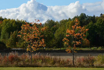Obraz premium autumn in the park