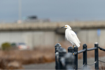 Snowy egret perched on a railing, with cars and a bridge,  in the San Francisco Bay. Urban wildlife, Egretta thula