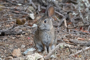 Naklejka na ściany i meble Rabbit in the forest. Brush rabbit, sylviagus bachmani.