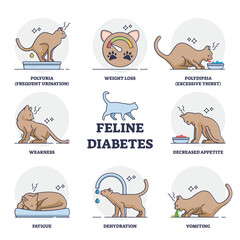 Feline mellitus cats diabetes symptoms for chronic insufficient insulin response or resistance outline diagram. Labeled educational scheme with veterinary disease for animals vector illustration. © VectorMine