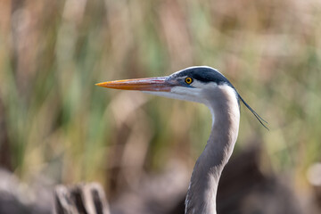 Portrait of a great blue heron. Ardea herodias.