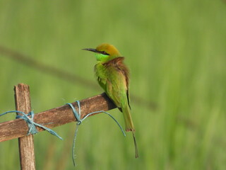 bee eater perched on branch