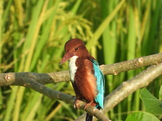kingfisher