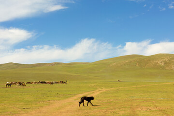 A Dog walks across the Mongolian Steppe