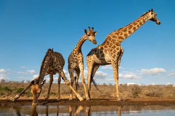 Foto op Canvas Three giraffes at a water hole © Tony Campbell