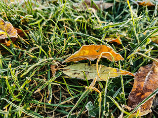Fototapeta premium the first frosts of autumn. mist leaves and grass covered with a layer of frost