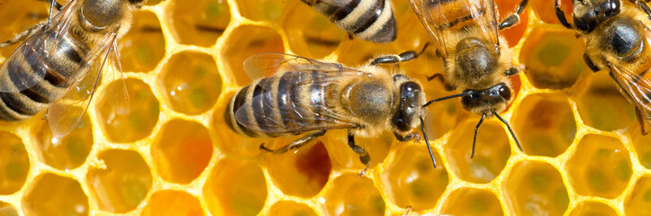 Bees working, gathering honey and pollen and putting them in honeycombs during a sunny summer day