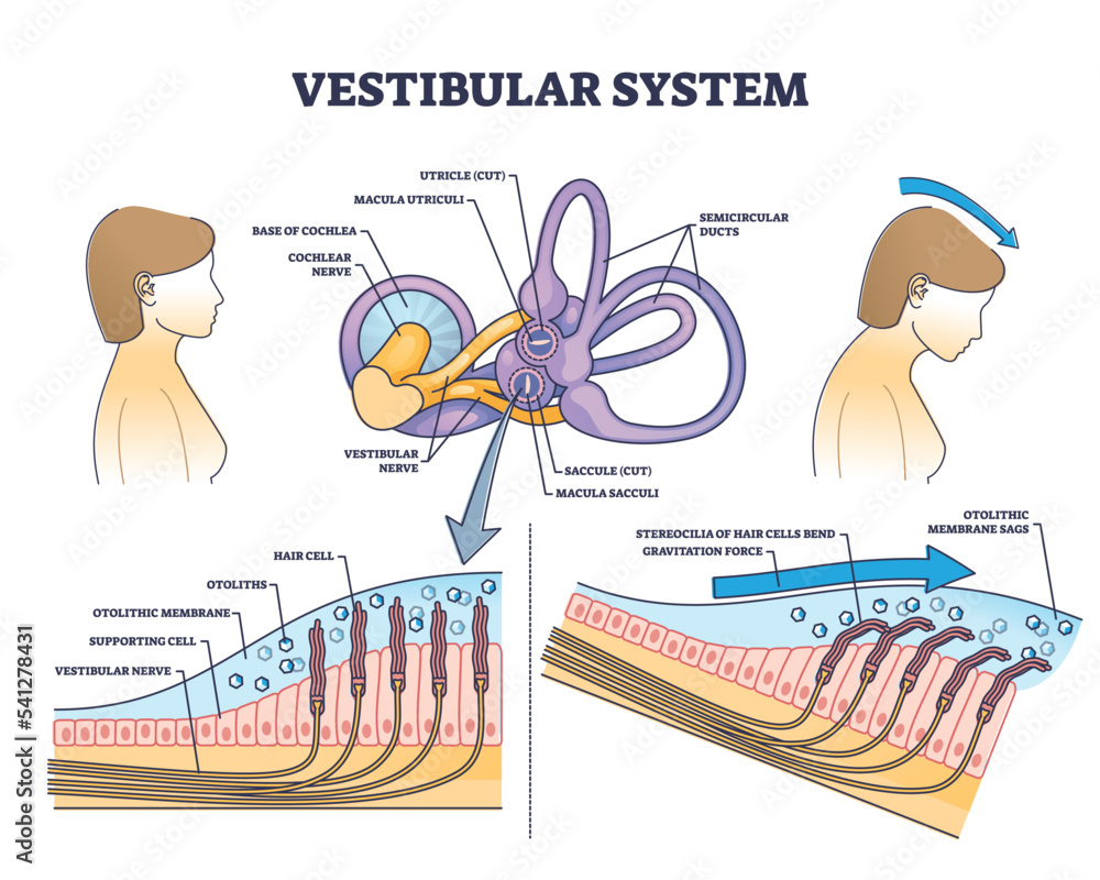 Poster Vestibular system anatomy and inner ear medical structure outline diagram. Labeled educational scheme with human balance and sensory parts vector illustration. Cochlea nerve and hair cells location.