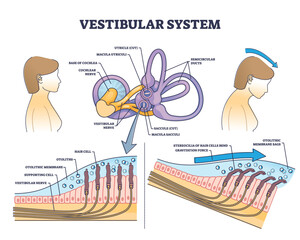 Vestibular system anatomy and inner ear medical structure outline diagram. Labeled educational scheme with human balance and sensory parts vector illustration. Cochlea nerve and hair cells location. - obrazy, fototapety, plakaty