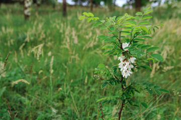 Spring blooms of white acacia. A branch of white ocacia with flowers in spring, seasonal flowering of trees.