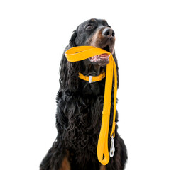 Dog holding yellow leash in its mouth. Cute doggy pet isolated on a white backround