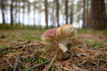 russula in the grass close-up, mushroom close-up in the forest - obrazy, fototapety, plakaty