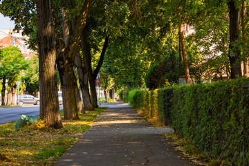Beautiful sidewalk decorated with big trees and bushes on the sides. Lovely avenue foliage for a more relaxing walk