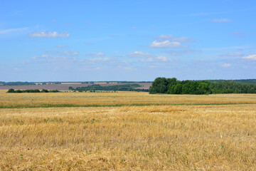 Fototapeta premium agricultural field after harvesting with forest and blue sky on horizon