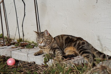 Süße Katze Haustier Streuner Kätzchen Sitz Bewegung Sprung Spiel