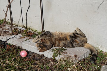 Süße Katze Haustier Streuner Kätzchen Sitz Bewegung Sprung Spiel