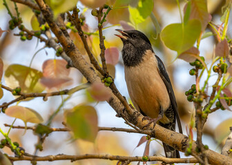 Obraz premium A Rosy starling singing