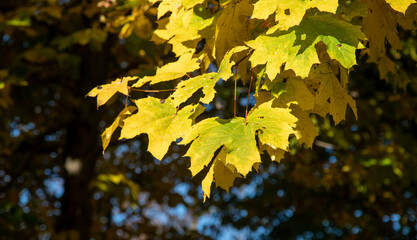 Yellow autumn maple leaves against the blue sky.