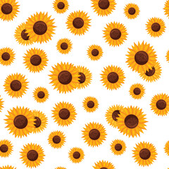 Seamless pattern of sunflower flowers white background.