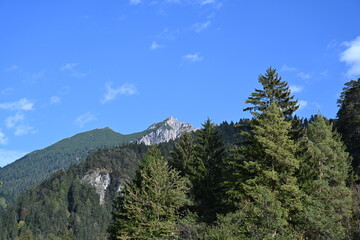 Obraz premium pine forest in the mountains