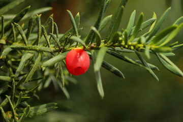 Czerwona jagoda na gałązce zielonego cisu w ogrodzie