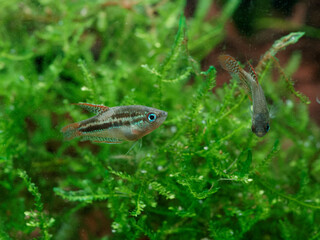 Two sparkling gouramis (Trichopsis pumila) exploring a patch of Taiwan moss (Taxiphyllum alternans)