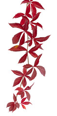 Parthenocissus quinquefolia en automne	